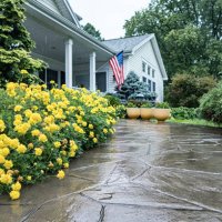 yellow marigold flower border on rain drenched home walkway - garden decoration stock pictures, royalty-free photos & images