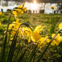 yellow narcissus - garden decoration stock pictures, royalty-free photos & images