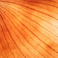 yellow onion skin macrophotography - food stock pictures, royalty-free photos & images