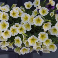 yellow petunia flower - garden decoration stock pictures, royalty-free photos & images