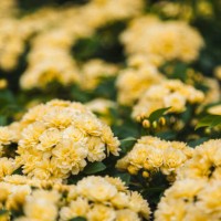 yellow 'rosa banksiae' flowers - garden decoration stock pictures, royalty-free photos & images