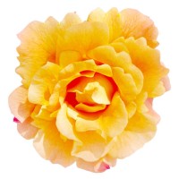 yellow rose with pink shades on white background - garden decoration stock pictures, royalty-free photos & images