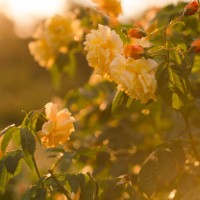 yellow roses blossom background. delicate golden roses in a full bloom in the garden. - garden decoration stock pictures, royalty-free photos & images