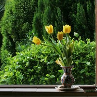 yellow tulips at kitchen window , spring time - garden decoration stock pictures, royalty-free photos & images