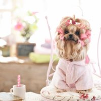 yorkshire terrier dog at the grooming salon - hairstyle stock pictures, royalty-free photos & images