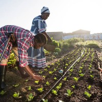 young african male and adult african woman working in garden - food stock pictures, royalty-free photos & images