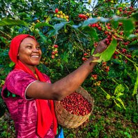 young african woman collecting coffee cherries, east africa - coffee stockfoto's en -beelden