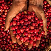 young african woman showing freshly picked coffee cherries, east africa - coffee stockfoto's en -beelden