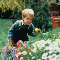 young boy (3-5) looking for easter eggs amongst plants in garden - garden decoration stockfoto's en -beelden