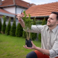 young caucasian gardener using hedge clippers while pruning the potted plant - garden decoration stock pictures, royalty-free photos & images