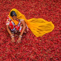 young indian woman sorting red chilli peppers, jodhpur, india - food stock pictures, royalty-free photos & images