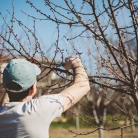 young man pruning trees - garden decoration stock pictures, royalty-free photos & images