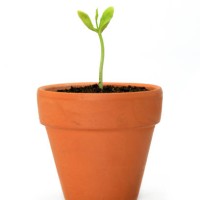 young potted plant against white background - garden decoration stock pictures, royalty-free photos & images