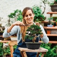young pretty woman pruning a bonsai tree with a scissors in a garden nursery. - garden decoration stock-fotos und bilder