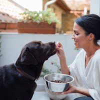 young woman and her pet dog at home - food stock pictures, royalty-free photos & images