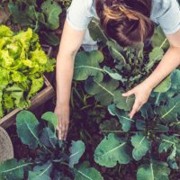 young woman harvesting home grown lettuce - food stock pictures, royalty-free photos & images