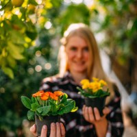 young woman is holding colorful flowers in pots in her garden - garden decoration stock pictures, royalty-free photos & images