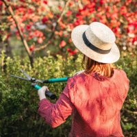 young woman trimming hedgerow in backyard - garden decoration stock pictures, royalty-free photos & images