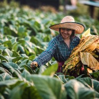 young woman working harvesting tobacco leaf in nong khai thailand - garden decoration stock pictures, royalty-free photos & images