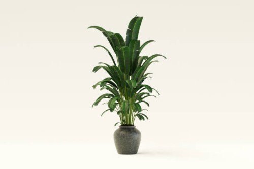 3d render of indoor green plant with vase in white background - garden decoration stock pictures, royalty-free photos & images