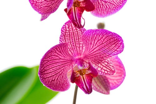 a beautiful branch of orchid flowers in color of the year 2023 viva magenta purple red. - garden decoration stock pictures, royalty-free photos & images
