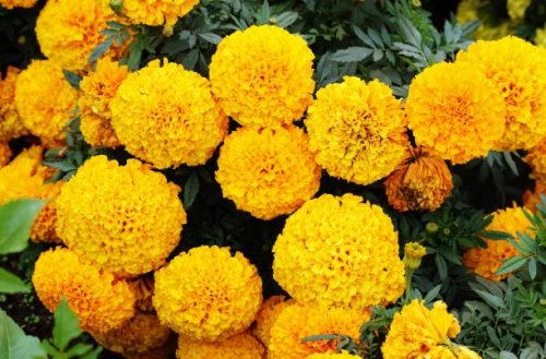 a big cluster of large, majestic bright yellow marigold flowers in full bloom. tagetes. asteraceae family. - garden decoration stock pictures, royalty-free photos & images