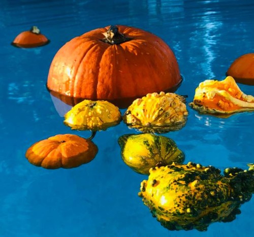 a bright orange pumpkin floats in a blue pool in fall - garden decoration stock pictures, royalty-free photos & images