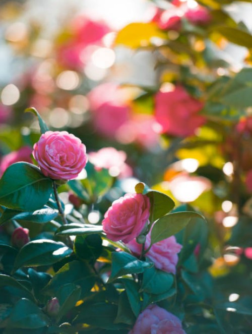 a bush of pink roses. - garden decoration stock pictures, royalty-free photos & images