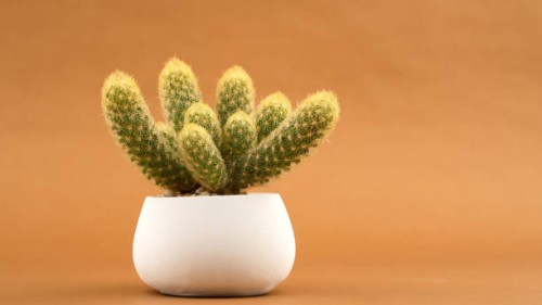 a cactus planted in a white pot - garden decoration stock pictures, royalty-free photos & images