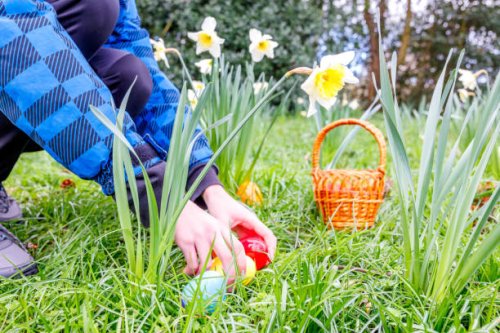a child collecting easter eggs on a daffodils lawn - garden decoration stock pictures, royalty-free photos & images
