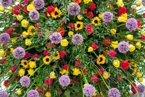 a close-up, full-frame image of a vibrant flower display using purple alliums, yellow sunflowers and red roses - garden decoration stock pictures, royalty-free photos & images