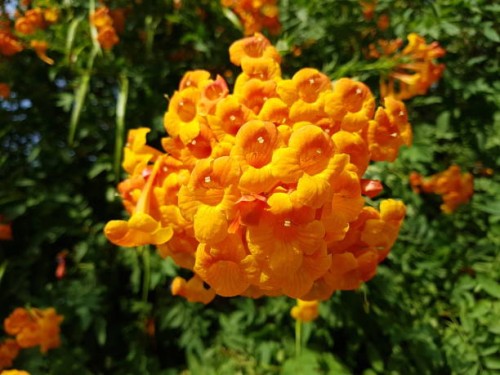 a cluster of orange color bignonia in the light of summer - garden decoration stock pictures, royalty-free photos & images