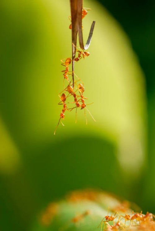 a colony of red ants building a bridge - garden decoration stock pictures, royalty-free photos & images