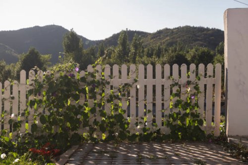 a fence covered with ivy - garden decoration stock pictures, royalty-free photos & images