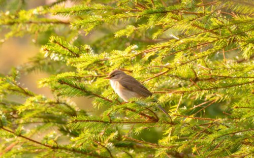 a golden light is hitting the little bird in the tree - garden decoration stock pictures, royalty-free photos & images