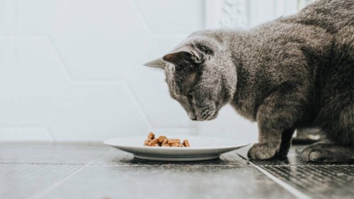a grey cat eating a small plate of wet cat food - food stock pictures, royalty-free photos & images
