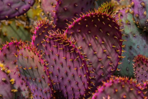 a group of pink and purple desert cactus plant - garden decoration stock pictures, royalty-free photos & images