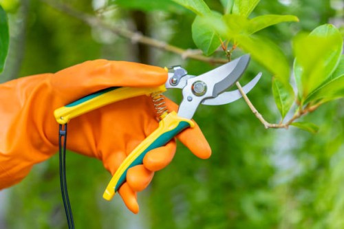 a hand pruning trees with pruning shears. - garden decoration photos et images de collection