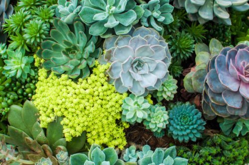 a high angle view of variety of succulent plants - garden decoration stock pictures, royalty-free photos & images