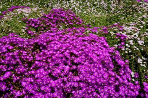a mantle of delosperma cooperi in spring - garden decoration stock pictures, royalty-free photos & images