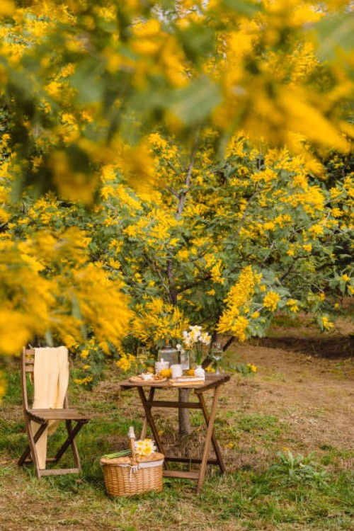 a picnic table stands in the park under a blooming yellow acacia - garden decoration stock pictures, royalty-free photos & images