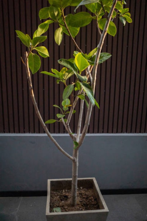 a potted plant in sunset light - garden decoration stock pictures, royalty-free photos & images