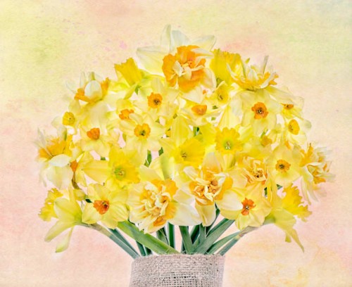 a still-life image of a beautiful spring bouquet of yellow daffodils - narcissus - garden decoration stock pictures, royalty-free photos & images