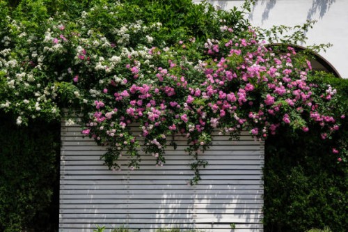 a street facade ornated with climbing roses. - garden decoration stock pictures, royalty-free photos & images
