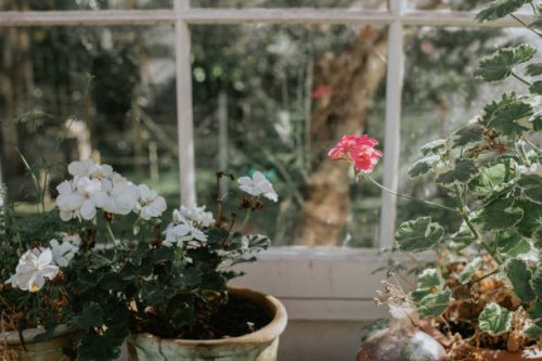 a stylish greenhouse containing established, and healthy potted plants - garden decoration stock pictures, royalty-free photos & images