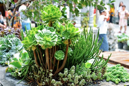 a succulent plant in dali ji zhao nunnery - garden decoration stock pictures, royalty-free photos & images