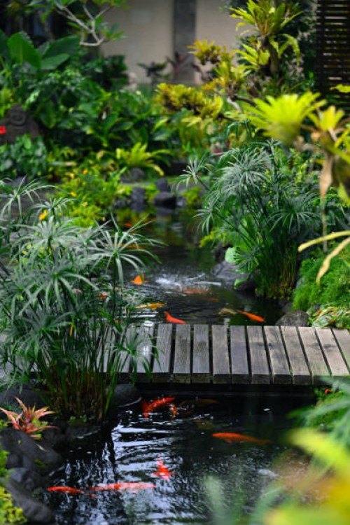 a tropical garden with a bridge and a fish pond - garden decoration photos et images de collection