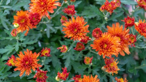 a variety of orange color chrysanthemum flowers - garden decoration stock pictures, royalty-free photos & images