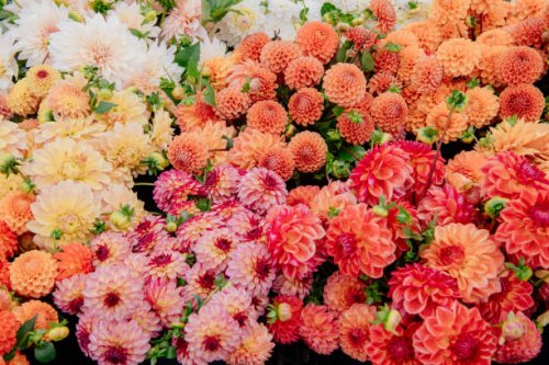 a vibrant display of assorted dahlias in full bloom with a mix of orange, pink, and white colors - garden decoration stock pictures, royalty-free photos & images