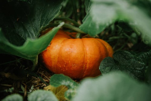 a vibrant orange pumpkin nestled among green leaves in a garden during the autumn harvest season - garden decoration stock pictures, royalty-free photos & images